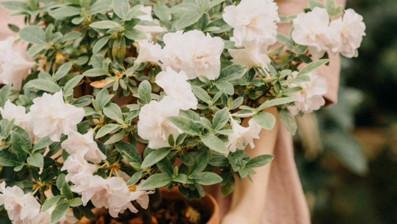 1632812540 pexels dmitriy ganin 7760789 min 