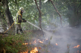 ep archivo   bombero forestal