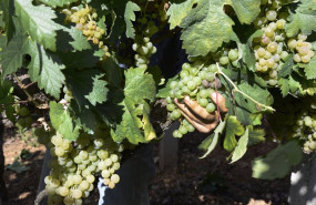 ep archivo   vendimia y carga de uvas en contenedor en una de las vinas