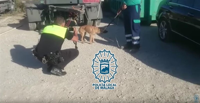 Capturado uno de los cinco perros que atacaron a un hombre en un polígono de Málaga | POLICÍA LOCAL DE MÁLAGA ep capturadodecinco perrosatacaronun hombreun poligonomalaga