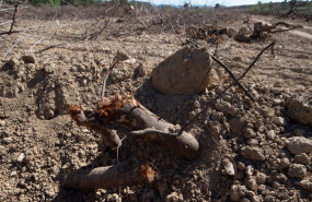 ep detalles de la tierra seca en murcia region de murcia espana ep detalles de la tierra seca en murcia region de murcia espana