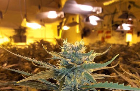 ep endesa denuncia que las plantaciones de marihuana consumen de forma ilegal la misma electricidad ep endesa denuncia que las plantaciones de marihuana consumen de forma ilegal la misma electricidad