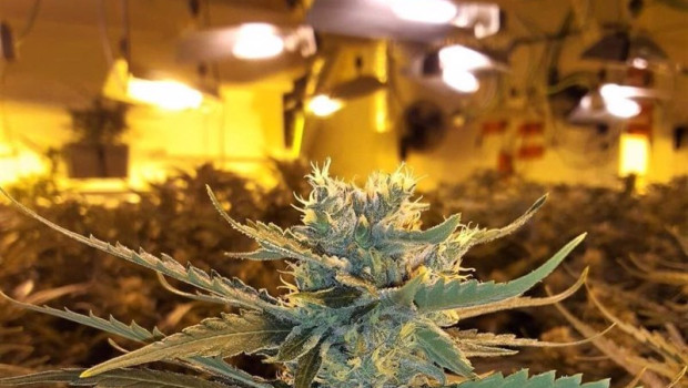 ep endesa denuncia que las plantaciones de marihuana consumen de forma ilegal la misma electricidad