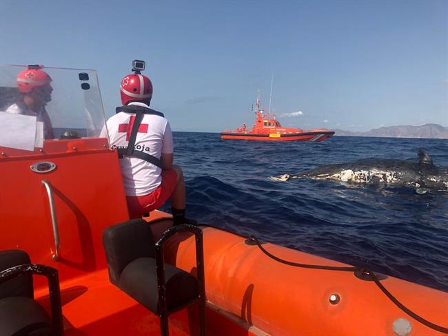 Hallan una ballena a la deriva en Escombreras (Cartagena) | CRUZ ROJA ep hallanballenala derivaescombreras cartagena