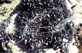 ep imagen de mejillones con plastico