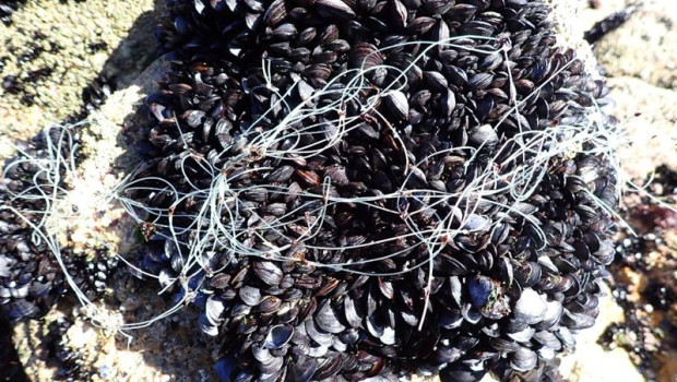 ep imagen de mejillones con plastico