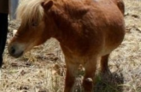 ep imagenun poni