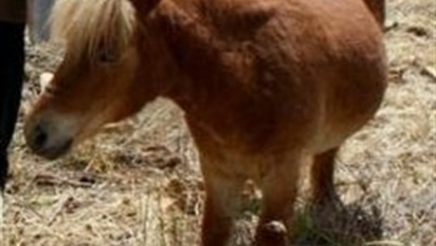 ep imagenun poni