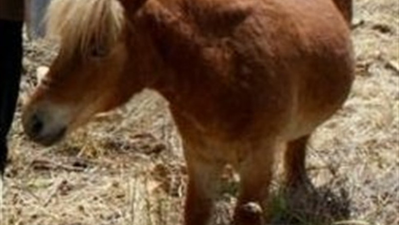 Imagen de un poni | EUROPA PRESS/ARCHIVO ep imagenun poni