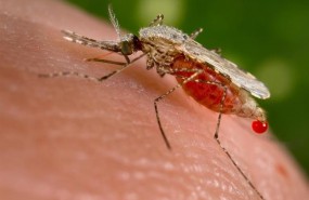 ep malaria mosquito