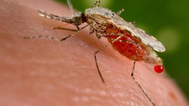 ep malaria mosquito