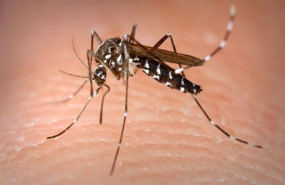 ep mosquito tigre 20200511101502