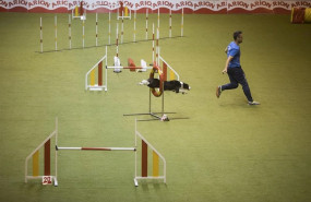 ep world dog show 2020