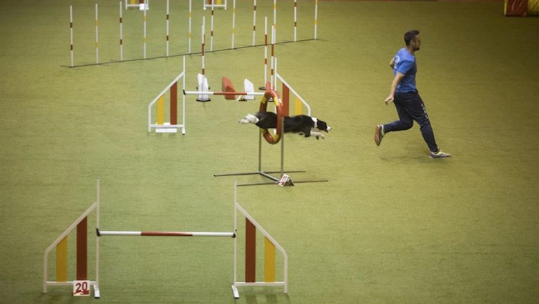 World Dog Show 2020 | IFEMA - Archivo ep world dog show 2020