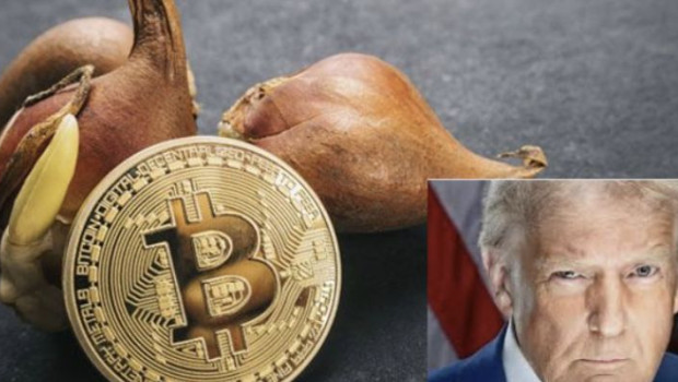 trumpcbtulipanes