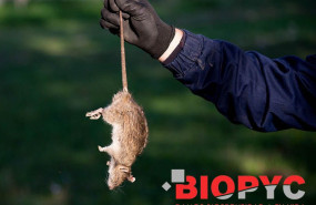 1583319752 control roedores biopyc 1583319752 control roedores biopyc