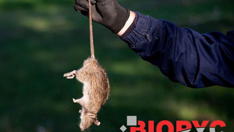 1583319752 control roedores biopyc