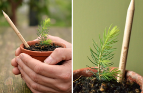 1606737668 captura de pantalla 2020 11 30 a las 125727