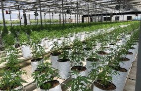 cultivo caamo industrial 20250722124224 cultivo caamo industrial 20250722124224