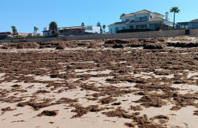 ep algas invasoras llegadas a una playa de el puerto de santa maria cadiz