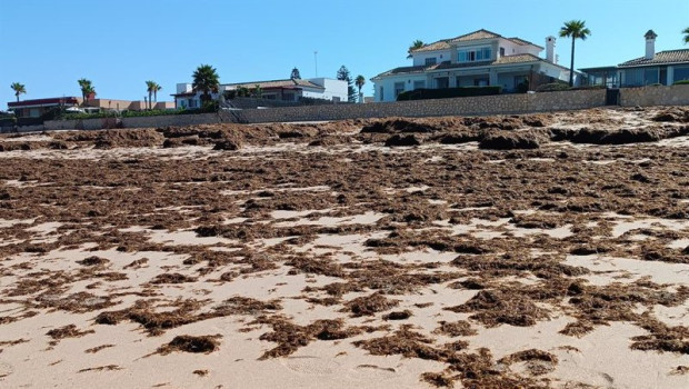 ep algas invasoras llegadas a una playa de el puerto de santa maria cadiz