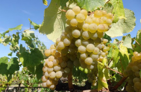 ep archivo   explotacion agraria de uvas