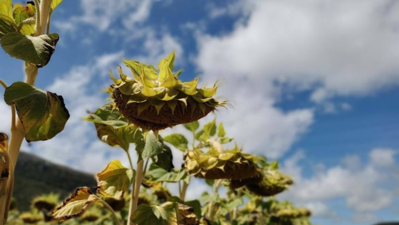 ep archivo   imagen de archivo de girasoles