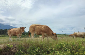 ep archivo   terneras asturianas en llanes