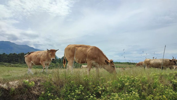 ep archivo   terneras asturianas en llanes