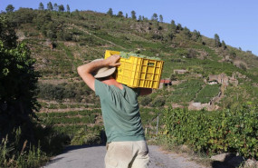 ep archivo un vendimiador y cosechero recoge racimos de garnacha a 9 de septiembre de 2022 en a ep archivo un vendimiador y cosechero recoge racimos de garnacha a 9 de septiembre de 2022 en a