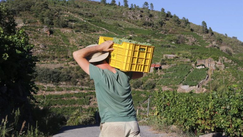 ep archivo un vendimiador y cosechero recoge racimos de garnacha a 9 de septiembre de 2022 en a ep archivo un vendimiador y cosechero recoge racimos de garnacha a 9 de septiembre de 2022 en a