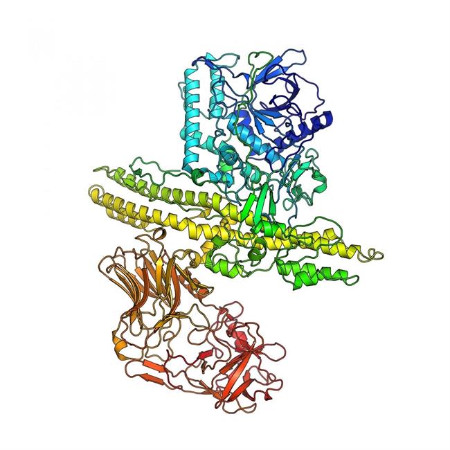 ESTRUCTURA DE LA PRIMERA NEUROTOXINA BOTULÍNICA | PÅL STENMARK ep estructurala primera neurotoxina botulinica