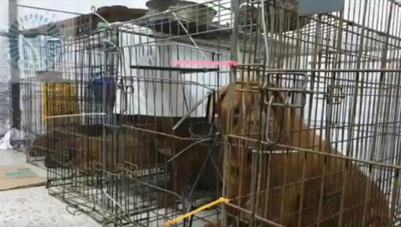 ep imagen de los perros enjaulados en un local comercial en fuenlabrada ep imagen de los perros enjaulados en un local comercial en fuenlabrada