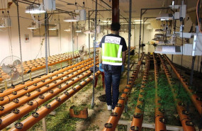 ep nota prensa e imagenes la policia nacional desmantela una plantacion indoor de marihuana y