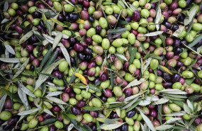 ep varias aceitunas durante el comienzo de la campana de recogida