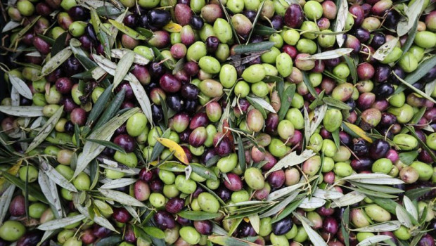 ep varias aceitunas durante el comienzo de la campana de recogida