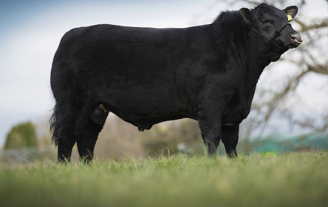 Genus Hails Firmer Beef Prices As Sexcel Offering Received Warmly Sharecast Com