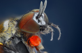 1597220153 moscanegra comunicae