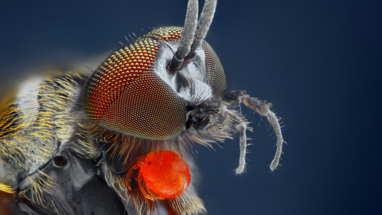 1597220153 moscanegra comunicae