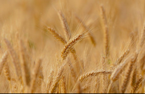 1640017998 wheat g2fc3d5e641280