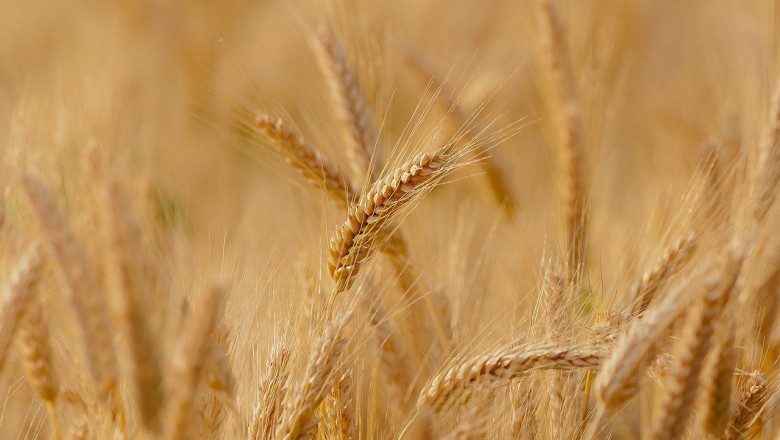 1640017998 wheat g2fc3d5e641280