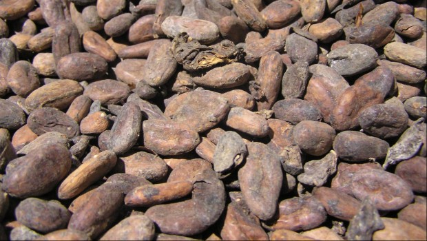 cacao peru
