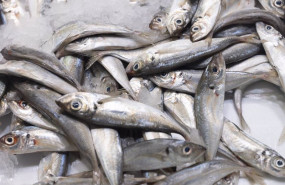 ep archivo bacaladillas en una pescaderia de un mercado ep archivo bacaladillas en una pescaderia de un mercado