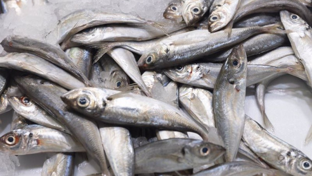 ep archivo   bacaladillas en una pescaderia de un mercado
