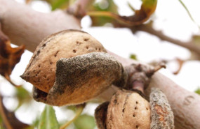 ep archivo   imagen de recurso de almendras