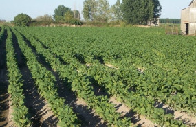 ep archivo   plantacion de tabaco