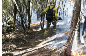 ep bomberos forestales luchando contra las llamas en canarias