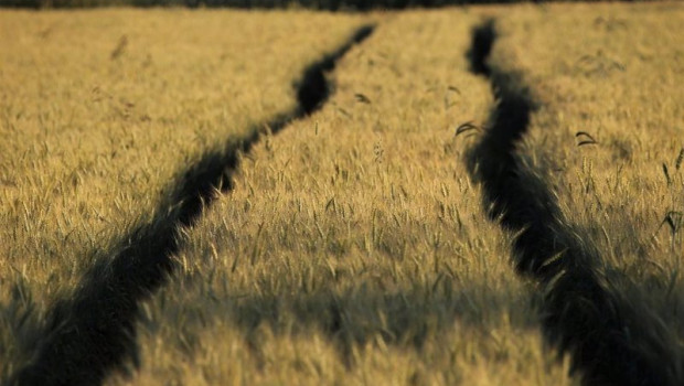 ep campo de cultivo 20241226112103