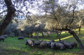 ep cerdos ibericos se alimentan en una dehesa