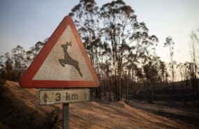 ep imagen de zona afectada por el incendio de niebla huelva a 10 de agosto de 2026 en niebla huelva